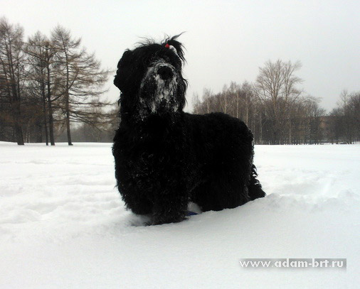 ADAM RACY STYLE APOLLON BEST OF BREED