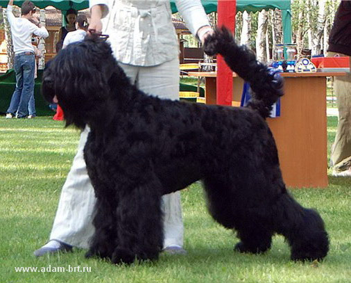 ADAM RACY STYLE ALEKSANDRA BEST OF BREED