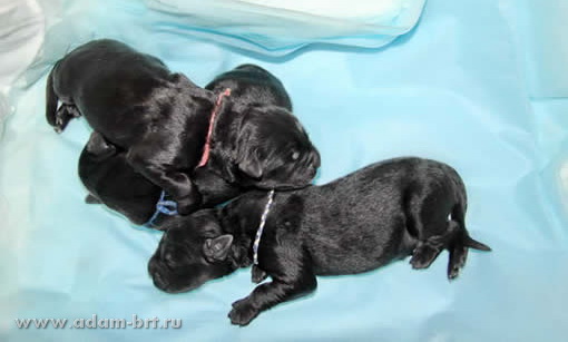 Первые миуты жизни ...