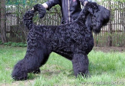 Адам Рэйси Стайл АПОЛЛОН