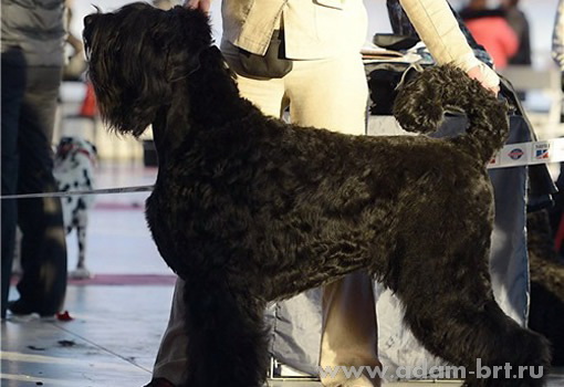 Moskvorechie BORISLAVA lubov Adama