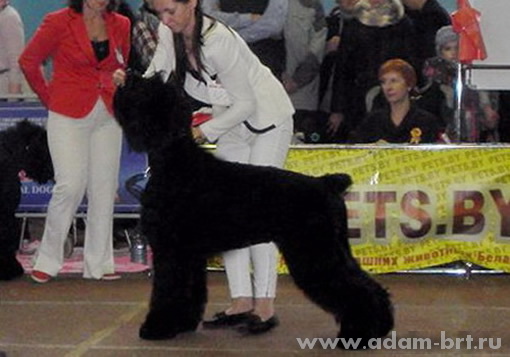 Adam Racy Style VENETSIYA