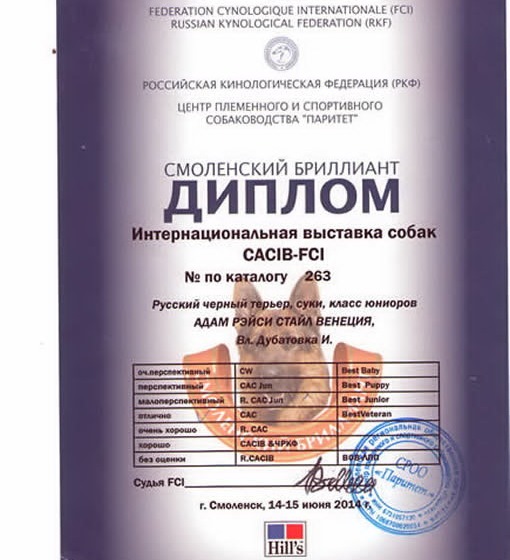 Адам Рэйси Стайл ВЕНЕЦИЯ