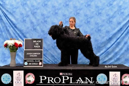 Адам Рэйси Стайл ДАРЬЯНА