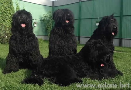 Дружная семья