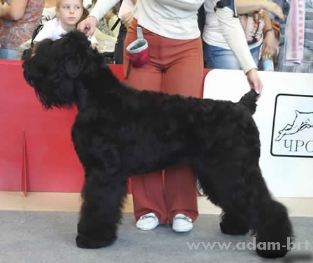 Adam Racy Style DEYLI-ROUZ