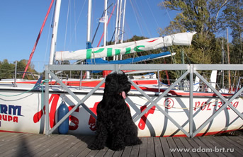 Adam Racy Style   () -      !  !  !