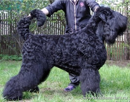 Adam Racy Style APOLLON