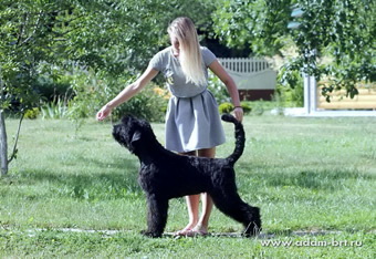 Adam Racy Style ALEKSANDER -  THE SON OF ALEKSANDRA! 5 MONTHS OLD RUSSIAN BLACK TERRIER PUPPY!