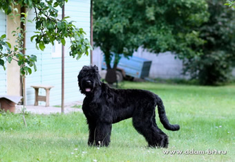 Adam Racy Style ALEKSANDER -  THE SON OF ALEKSANDRA! 5 MONTHS OLD RUSSIAN BLACK TERRIER PUPPY!