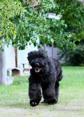 Adam Racy Style ALEKSANDER -  THE SON OF ALEKSANDRA! 5 MONTHS OLD RUSSIAN BLACK TERRIER PUPPY!