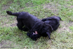 ADAM RACY STYLE WASHINGTON - THE BEST PUPPY OF BREED