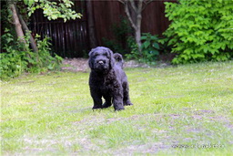 ADAM RACY STYLE WASHINGTON - THE BEST PUPPY OF BREED