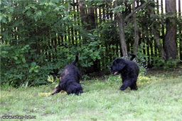 ADAM RACY STYLE VENUS - THE BEST PUPPY OF BREED