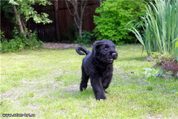 ADAM RACY STYLE VENUS - THE BEST PUPPY OF BREED