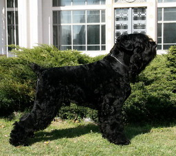 Zlato Bojar GAVRILA LADIN SYN