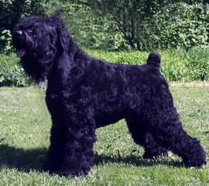 ZLATO BOJAR GAVRILA LADIN SYN