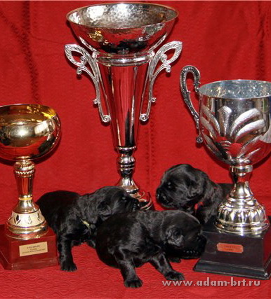 ADAM RACY STYLE ALEKSANDRA + ZLATO BOJAR GAVRILA LADIN SYN