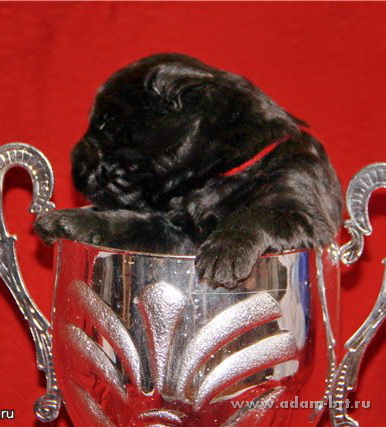 ADAM RACY STYLE ALEKSANDRA + ZLATO BOJAR GAVRILA LADIN SYN