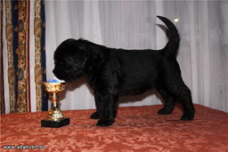 ADAM RACY STYLE ALEKSANDRA + Zlato Bojar GAVRILA LADIN SYN