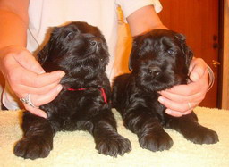 ADAM's ARIADNA PUPS