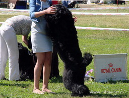 ADAM RACY STYLE БЕРЕНИС - ЛУЧШИЙ ЮНИОР ПОРОДЫ