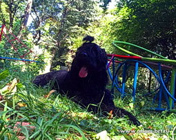 Adam Racy Style RUSSKIY BOGATYR - GRAND CHAMPION OF BULGARIAN REPUBLIC, THE CHAMPION OF BALKAN COUNTRIES!
