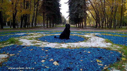 Granny of Kennel BORISLAVA LJUBOV ADAMA!