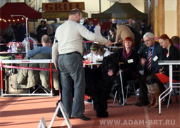 ADAM RACY STYLE BOSS - THE BEST JUNIOR OF BREED