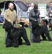 ADAM RACY STYLE BOSS - THE BEST JUNIOR OF BREED