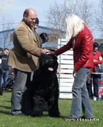 ADAM RACY STYLE BOSS - THE BEST JUNIOR OF BREED