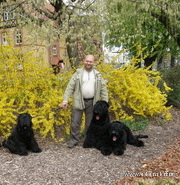 ADAM RACY STYLE BOSS - THE BEST JUNIOR OF BREED