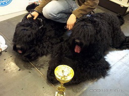 ADAM RACY STYLE BOSS - THE BEST JUNIOR OF BREED