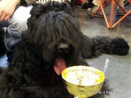 ADAM RACY STYLE BOSS - THE BEST JUNIOR OF BREED