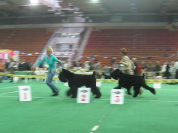 Moskvorechye ANTOSHKA SYN ADAMA