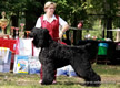 Adam Racy Style RYTSAR SVETA - THE WINNER OF THE OPEN CLASS OF THE BRT BREED CHAMPIONSHIP!