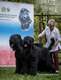 Adam Racy Style RYTSAR SVETA & RUSSIYA VELIKAYA -
THE BEST COUPLE OF XXVII CHAMPIONSHIP OF THE NATIONAL CLUB OF RUSSIAN BLACK TERRIER BREED!