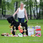 Adam Racy Style RYSTSAR SVETA - TWICE CHAMPION OF BLACK RUSSIAN TERRIER BREED NATIONAL CLUB!