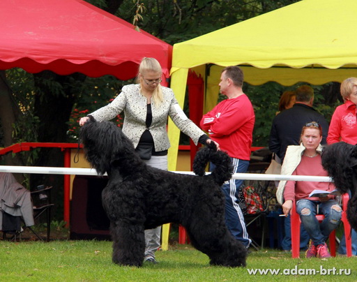 Adam Racy Style APOLLON – EXCELLENT IN THE CLASS OF NKP CHAMPIONS!!!