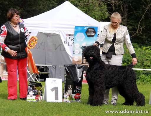 Adam Racy Style RYTSAR SVETA - YOUNG CHAMPION OF NATIONAL BREED CLUB