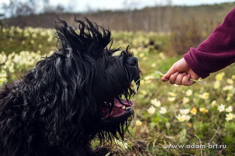 Adam Racy Style CHERNYI ALMAZ - BEST JUNIOR OF BREED, ADULT BEST OF BREED! BEST IN GROUP! THIRD IN BEST IN SHOW! 