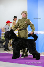 Adam Racy Style CHERNAYA ZHEMCHUZHINA - BEST JUNIOR OF BREED, BEST ADULT OF BREED! JUNIOR CHAMPION OF RFSS AND RFLS DOGS BREEDING RUSSIAN FEDERATIONS! RUSSIAN KYNOLOGICAL FEDERATION RKF JUNIOR CHAMPION!