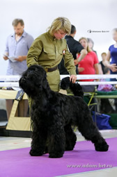 Adam Racy Style CHERNAYA ZHEMCHUZHINA - BEST JUNIOR OF BREED, BEST ADULT OF BREED! JUNIOR CHAMPION OF RFSS AND RFLS DOGS BREEDING RUSSIAN FEDERATIONS! RUSSIAN KYNOLOGICAL FEDERATION RKF JUNIOR CHAMPION!