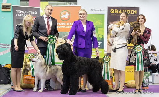 Adam Racy Style CHARLES - THE BEST JUNIOR OF ALL-RUSSIAN DOG SHOW! RKF EXHIBITION! YOUNG CHAMPION OF RUSSIAN CYNOLOGICAL FEDERATION!