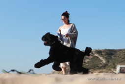 Adam Racy Style CHARODEY - TWICE THE BEST JUNIOR MALE, TWICE THE BEST JUNIOR OF BREED! TWICE THE BEST OF BRT BREED!