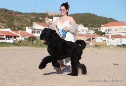 Adam Racy Style CHARODEY - TWICE THE BEST JUNIOR MALE, TWICE THE BEST JUNIOR OF BREED! TWICE THE BEST OF BRT BREED!