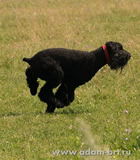 Coursing of Black Russian Terrier - Adam Racy Style LUBOSLAVA!