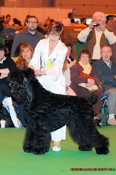 ADAM - BEST OF BREED! 