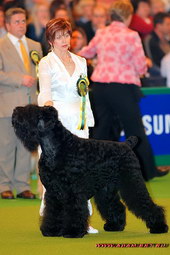 ADAM - BEST OF BREED!