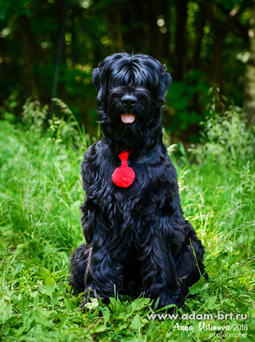 Adam Racy Style CZARSKAYA OSOBA - THE BEST PUPPY OF THE ALL-RUSSIAN DOG SHOW, BIS PUPPY!